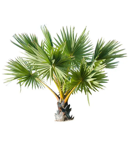 Photo of Palm tree adorned garden