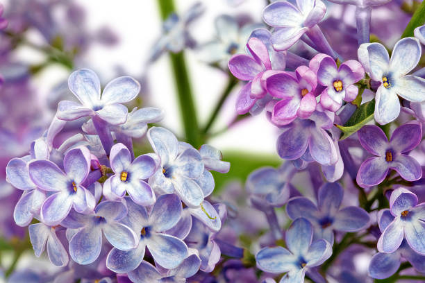 magnifique tas de lilas gros plan - quadriphyllous photos et images de collection