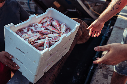 Fisherman with fresh fish on the fishing boat deck. He holds a box of mullet, fished in the Mediterranean Sea