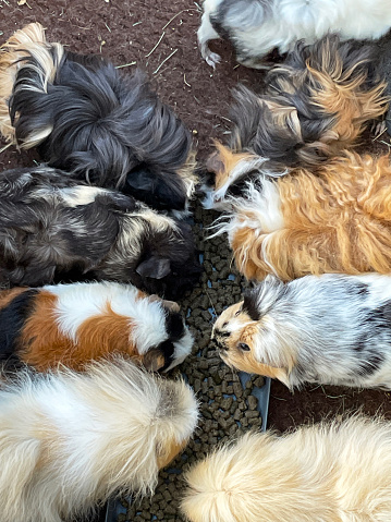 Stock photo showing close-up, elevated view of an indoor enclosure containing several breeds of long and short haired cavies feeding on damp nugget pet food from trays. Breeds of guinea pigs include Abyssinian, Dalmatian cross, Swiss and Teddy crosses and a Sheba Mini Yak.