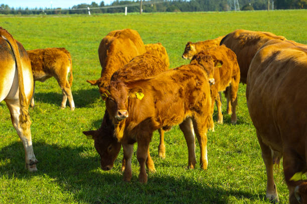 istock brown cows with horns in a pasture, together with the calves 1736732449