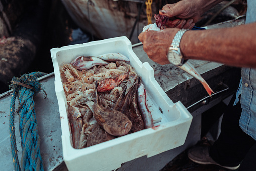Fisherman eviscerating and cleaning fish on a fishing boat. Fished in the Mediterranean Sea