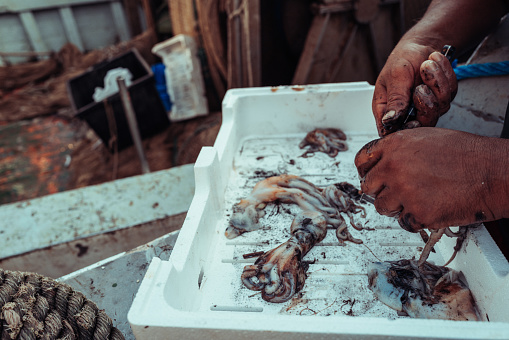 Fisherman eviscerating and cleaning fish on a fishing boat. Fished in the Mediterranean Sea