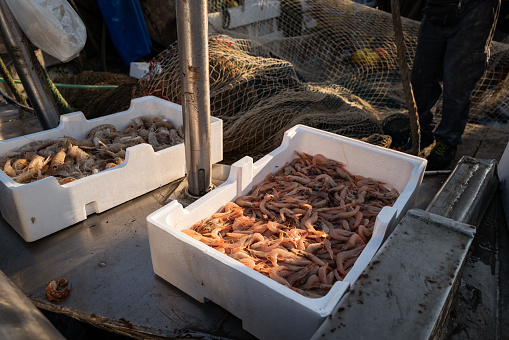 Fisherman with fresh fish on the fishing boat deck. He holds a box of fish and shrimps, fished in the Mediterranean Sea