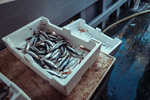 Fresh fish on the fishing boat deck, fished in the Mediterranean Sea