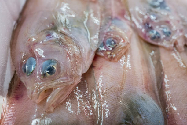 top view at a box with fresh caught dover sole at the quay at a market at the french coast in normandy