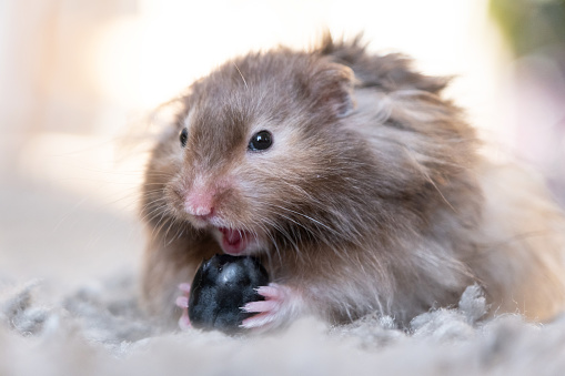 Funny fluffy Syrian hamster eats screaming, surprised with his mouth open. Food for a pet rodent, vitamins. Close-up, humor