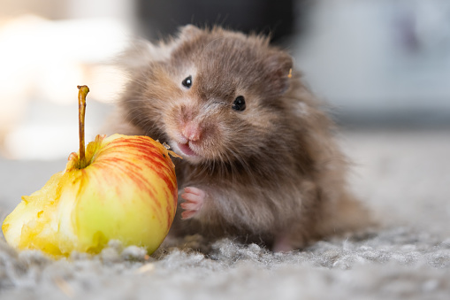 Hamster in the background of the garden