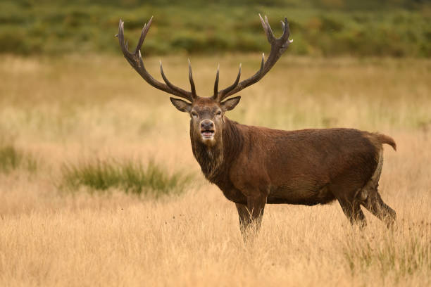 istock Red Deer Stag Rut Richmond Park London UK 1736738720