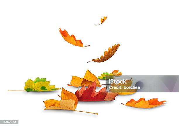 Autumn Leaves Stock Photo - Download Image Now - Leaf, Autumn, Falling