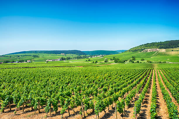 Vineyards at Mersault located in the region of Burgundy.