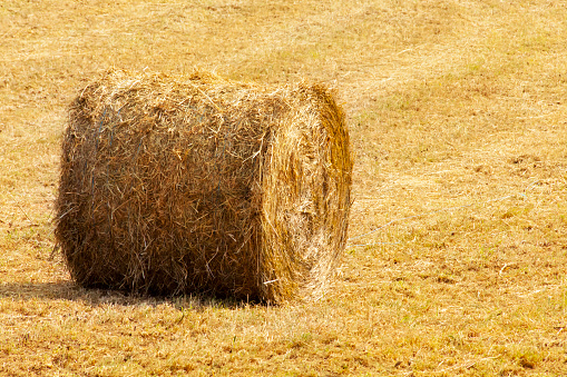 Straw bale on dry  field in summertime. Galicia, Spain.