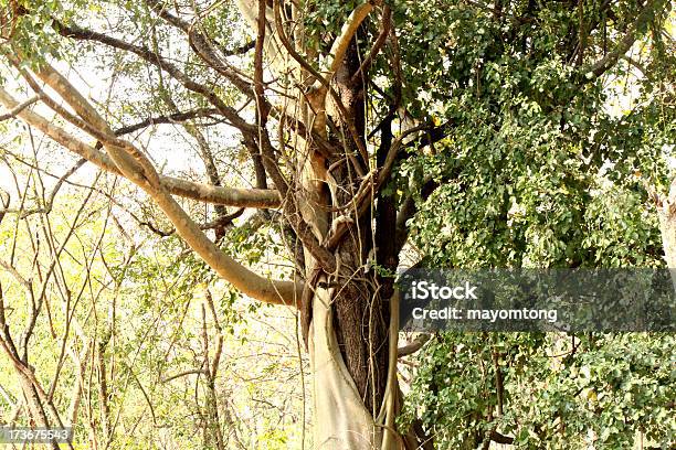 Hörnchen Stockfoto und mehr Bilder von Baum - Baum, Eichhörnchen - Gattung, Einzelnes Tier