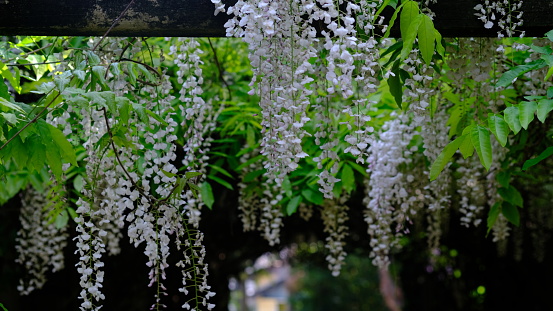 Wisteria is a genus of flowering plants in the legume family, Fabaceae (Leguminosae).