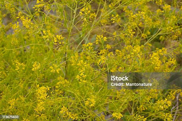 Woad - Fotografie stock e altre immagini di Ambientazione esterna - Ambientazione esterna, Argine, Baccello - Stadio di crescita floreale