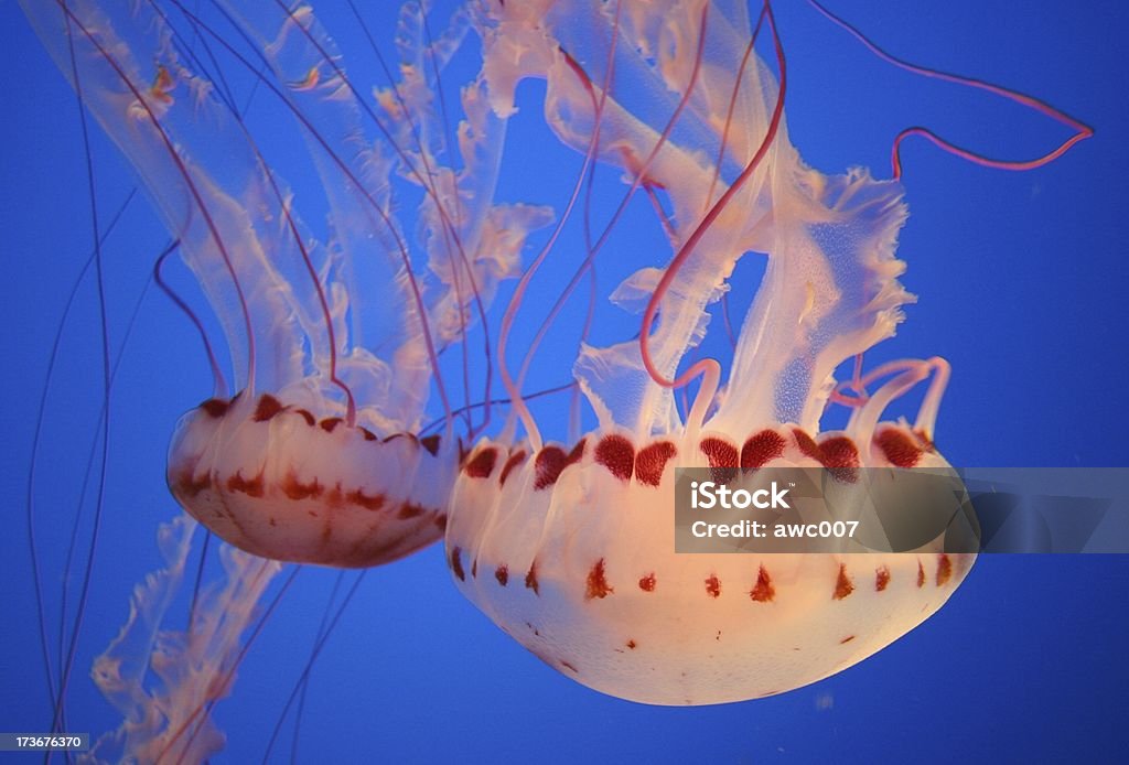 Medusa sobre fundo azul - Royalty-free Aquário - Edifício para Cativeiro Animal Foto de stock