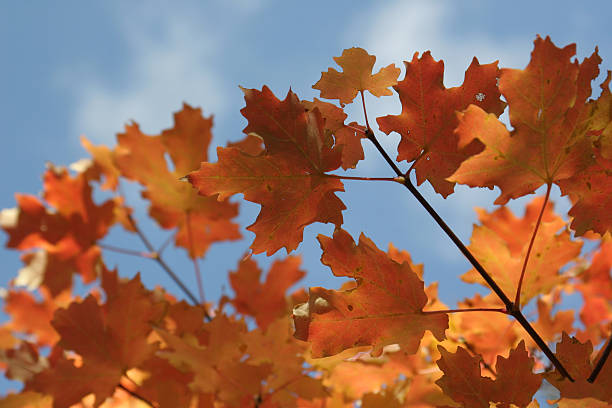 Orange Autumn Leaves in Utah stock photo