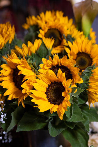 istock cluster of orange chrysanthemum flowers 1736768600