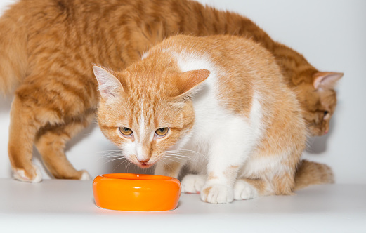 Two red cats eat food together from an orange bowl, on a white background.