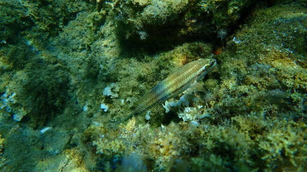 istock East Atlantic peacock wrasse (Symphodus tinca) undersea, Aegean Sea 1736770767