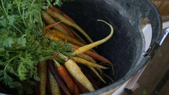 The carrot is a root vegetable, typically orange in color, though heirloom variants including purple, black, red, white, and yellow cultivars exist, all of which are domesticated forms of the wild carrot.