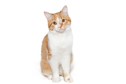 Red with white, the cat sits and looks, isolated on a white background