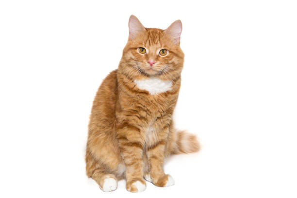 Red, serious cat sits and and looks, isolated on a white background