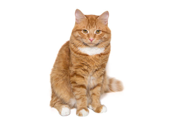 istock Red, serious cat sits and and looks 1736775583