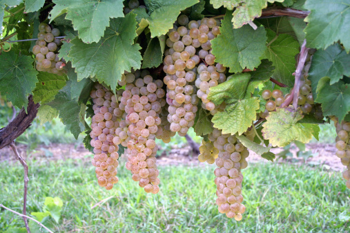 Bunches of white grapes in a Michigan vineyard