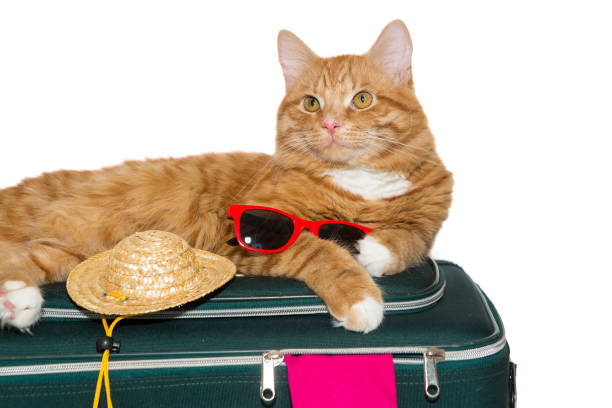 istock Ginger cat lies in a travel suitcase 1736776642