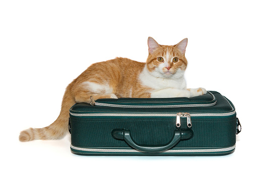 Big cat of red color, lying on a suitcase for traveling. Isolated on a white background