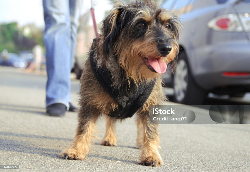 Dackel Hund mitführen - Lizenzfrei Gehen Stock-Foto