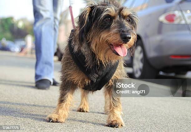Dackel Hund Mitführen Stockfoto und mehr Bilder von Gehen - Gehen, Hund, Mischlingshund