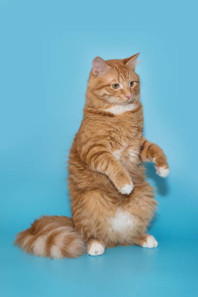 istock Portrait of a big red cat on a blue background 1736778239