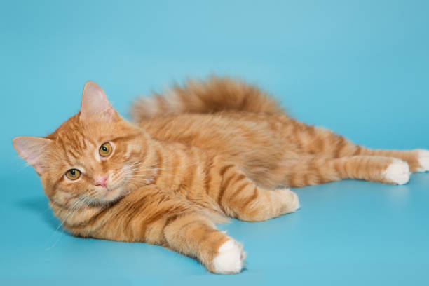 istock Big red cat lies relaxed 1736778389