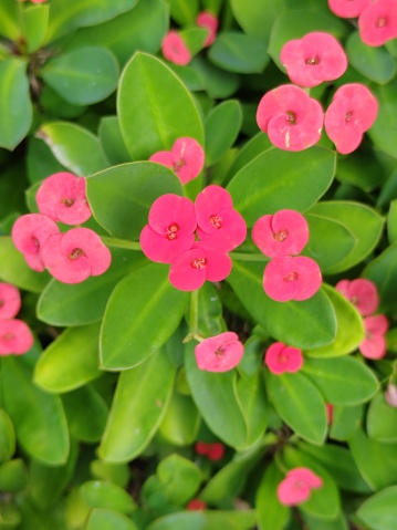 Euphorbia geroldii