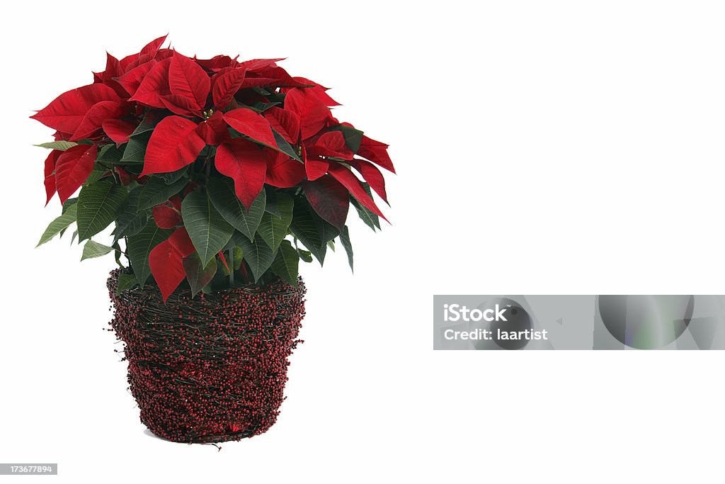 Poinsettia. A poinsettia on white background. Poinsettia Stock Photo