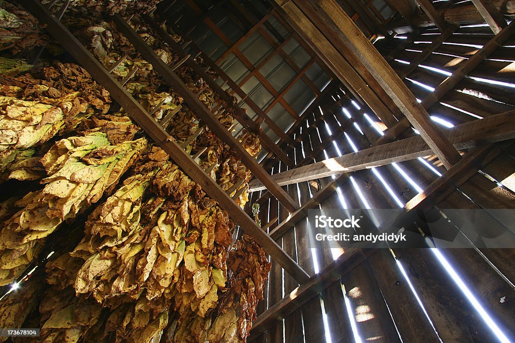 Tabacco Barn, cercare 01 - Foto stock royalty-free di Piantagione di tabacco