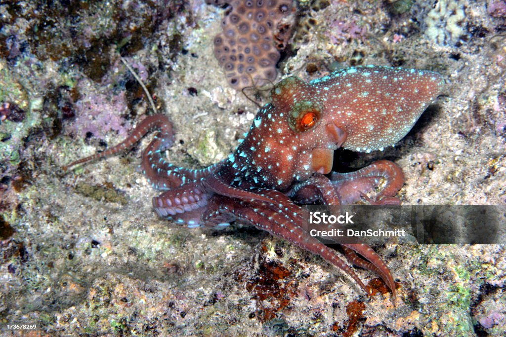 Pulpo con Highlites azul - Foto de stock de Pulpo libre de derechos