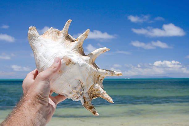istock hand holding seashell on tropical beach 173678605