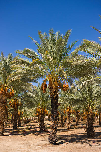 Date Palm Trees stock photo