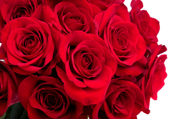 バラのブーケ - dozen roses rose flower arrangement red ストックフォトと画像