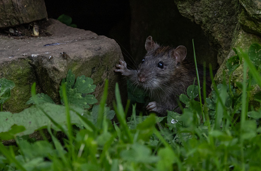 Brown rat [Rattus norvegicus]