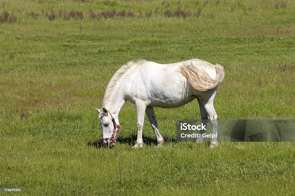 Cavallo bianco - Foto stock royalty-free di Agricoltura