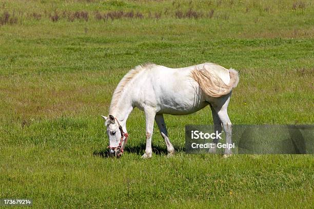 Foto de Cavalo Branco e mais fotos de stock de Agricultura - Agricultura, Animal, Animal de estimação