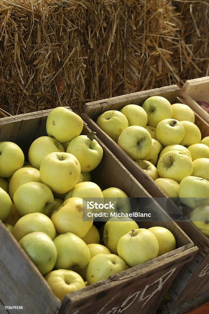 Gold/Jaune des pommes sur affichage - Photo de Adulte libre de droits