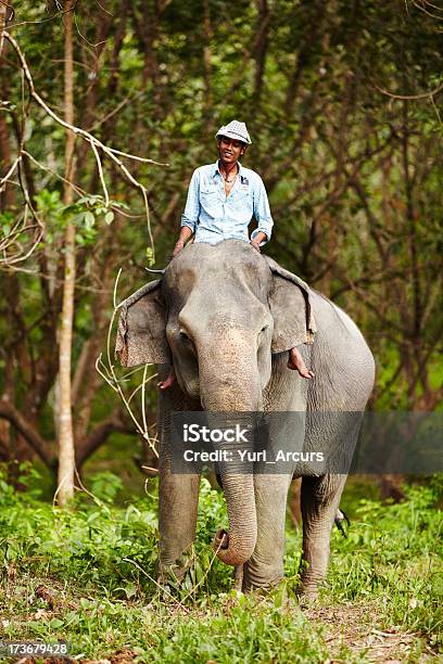 Trener I Słonie Się Na Spacertajlandia - zdjęcia stockowe i więcej obrazów Jeździć - Jeździć, Mężczyźni, Słoń