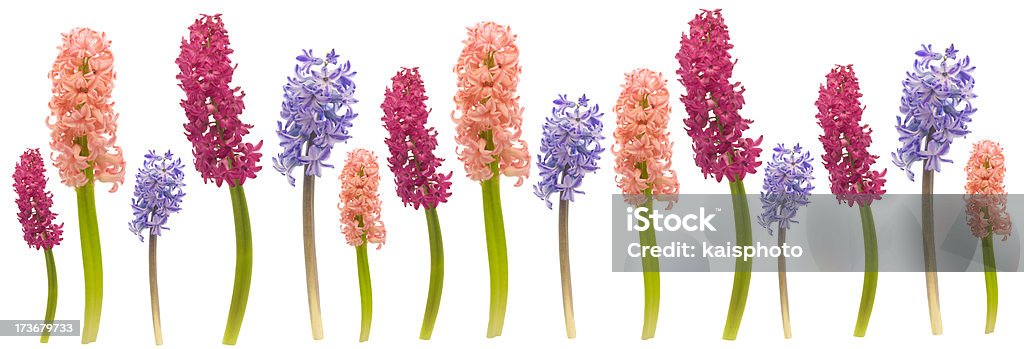 Hyacinth border  Arrangement Stock Photo
