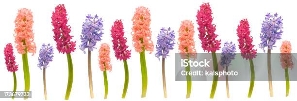 Hyacinth Border Stock Photo - Download Image Now - Arrangement, Blossom, Border - Frame