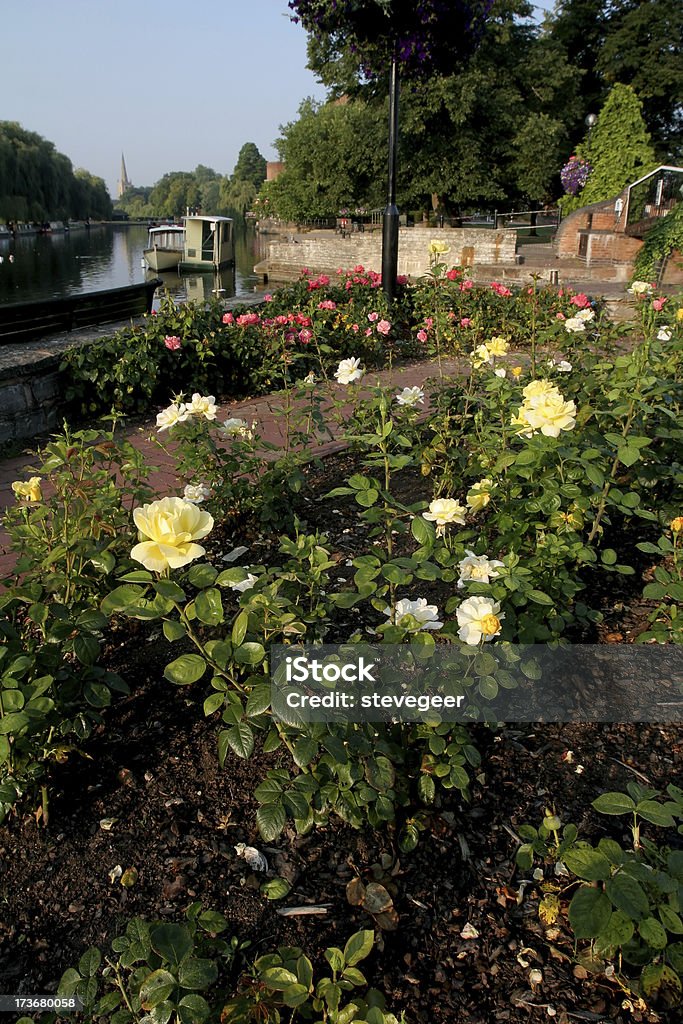 Rose Garden in Stratford Upon Avon  Bed Of Roses Stock Photo